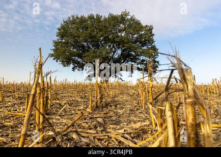 un seul chêne haut avec feuillage vert dans un champ après la récolte du maïs, un chêne contre le ciel bleu dans un champ avec chaume de maïs dans la mer d'automne Banque D'Images