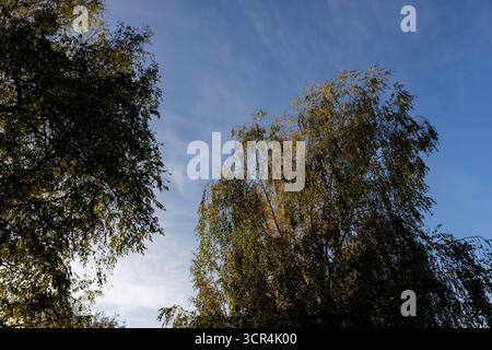 le feuillage jaune des bouleaux est éclairé par la lumière du soleil par derrière en automne, le feuillage jaune du bouleau pendant la chute des feuilles Banque D'Images