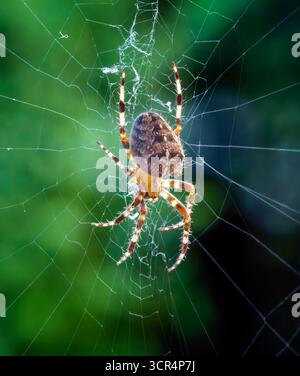 Une femelle araignée de jardin européenne, (Araneus diadematus), au milieu de sa toile, qui attend l'arrivée d'un insecte sans méfiance Banque D'Images