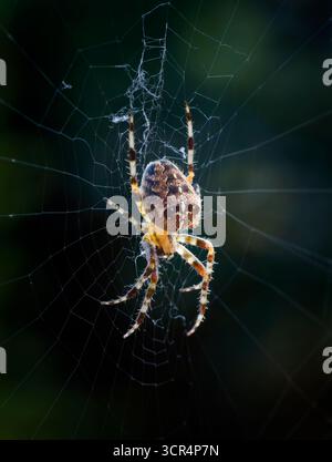 Une femelle araignée de jardin européenne, (Araneus diadematus), au milieu de sa toile, qui attend l'arrivée d'un insecte sans méfiance Banque D'Images
