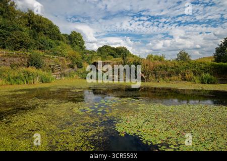 Bassin de canal désaffecté au fond de l'escalier des écluses du canal Prestolee, Nob Eng, Bolton, Greater Manchester. Banque D'Images