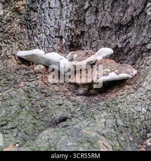 Champignon de support d'artiste sur un tronc d'arbre Banque D'Images