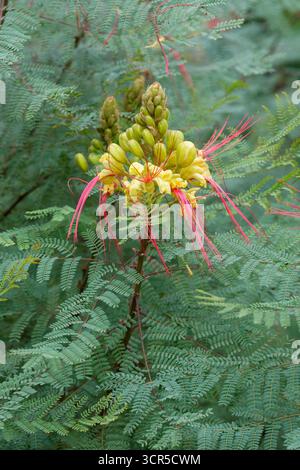 Erythrostemon gilliesii, oiseau de paradis plante, fil pourpre, fleurs jaunes, étamines pourpres Banque D'Images