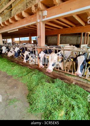 Vaches laitières mangeant de l'herbe fraîche dans la grange Banque D'Images