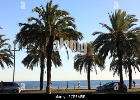 Nice, France - 30 août 2025 : de beaux palmiers verts et des gens près de la mer Banque D'Images