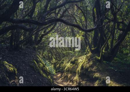Une forêt luxuriante et dense de lauriers entourée d'arbres torsadés et d'une verdure vibrante invite à l'exploration à Anaga, Tenerife. Banque D'Images