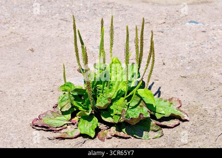 Grand ou plus grand plantain ou queue de rat (plantago major), gros plan montrant les épis floraux ou inflorescences et les feuilles de la plante. Banque D'Images