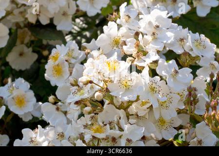 Multiflora Rose (rosa multiflora), gros plan d'un groupe de petites fleurs blanches de l'arbuste commun, trouvé en train de pousser sur les bords des routes et sur les déchets Banque D'Images