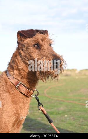 Portrait du Terrier irlandais Banque D'Images