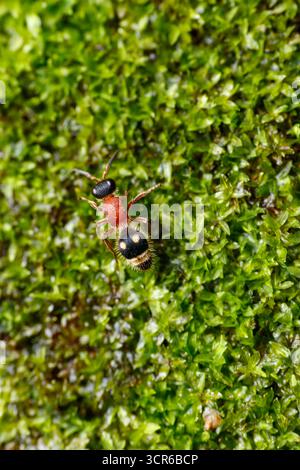 Gros plan d'une fourmi de velours (Mutillidae), une espèce de guêpe sans ailes, photographiée sur feuille et mousse dans le parc national de Bukit Tinggi, Malaisie. Connu pour vif Banque D'Images