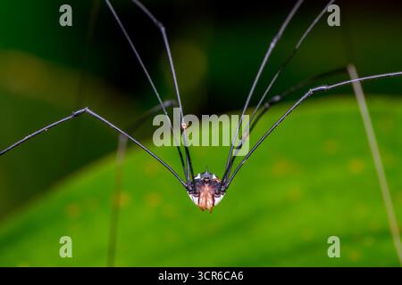 Gros plan d'un Harvestman (Opiliones) reposant sur une feuille, montrant ses longues jambes et son corps compact. Banque D'Images