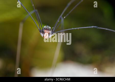 Gros plan d'un arachnide (Opiliones) de cueilleur montrant son corps arrondi, ses longues pattes et ses petits chélicères, photographié sur un fond vert flou. Banque D'Images
