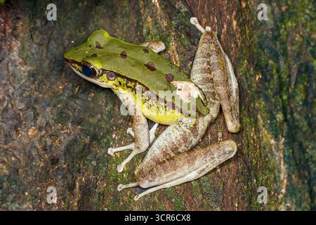 Gros plan d'une grenouille des roches empoisonnées (Odorrana hosii) perchée sur l'écorce d'un arbre, mettant en valeur son corps vert et brun vif dans son habitat naturel. Banque D'Images