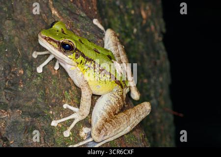 Image macro de la grenouille rocheuse empoisonnée (Odorrana hosii) se fondant dans l'écorce d'arbre, soulignant sa coloration frappante et son camouflage naturel. Banque D'Images