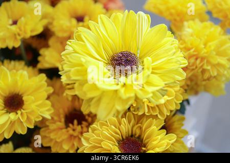 Gros plan de fleur de chrysanthème jaune vif en pleine floraison, pétales superposés détaillés symbolisant le bonheur, la longévité et la beauté florale naturelle. Banque D'Images
