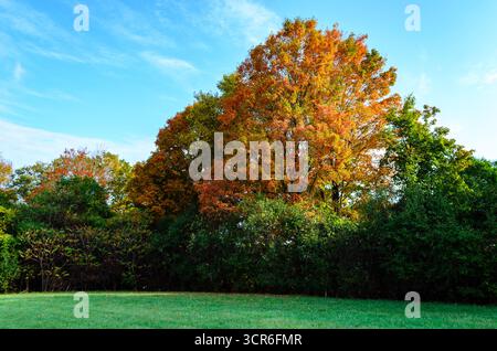 Unique grand arbre coloré à l'automne entouré d'arbres verts dans un parc, dans le soleil du matin sous un ciel bleu sinueux. Banque D'Images