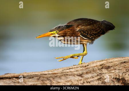 Green Heron (Butorides virescens), Keizer Rapids Park, Willamette River Greenway, Oregon Banque D'Images