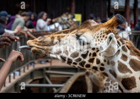 La girafe de Rothschild mangeant une pastille de nourriture de la main d'un visiteur Banque D'Images