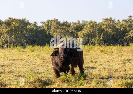African Cape Buffalo (Syncerus caffer) pâturant sur les plaines de savane luxuriantes du parc national du lac Nakuru Kenya Banque D'Images