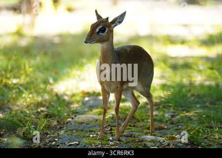 Petite femelle Kirk antilope dik-dik madoqua kirkii debout à la lumière naturelle du soleil Banque D'Images