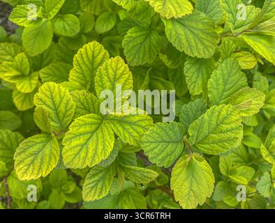 Gros plan des feuilles de Physocarpus opulifolius Nugget ou Ninebark avec des feuilles vertes et jaunes. Beau fond de texture de feuilles. Banque D'Images