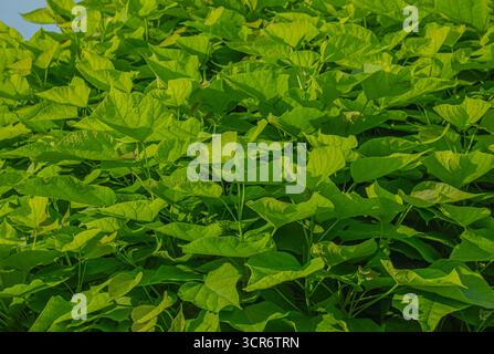 Gros plan feuilles en forme de cœur vert vif de l'arbre Catalpa du Sud (Catalpa Bignonioides) motif naturel et feuillage vert vif. Dos naturel Banque D'Images