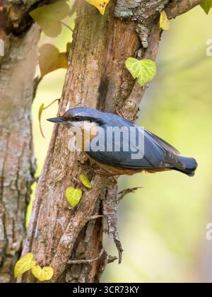 Écoutille eurasienne (Sitta europaea), perchée sur un tronc d'arbre, Italie, Toscane Banque D'Images