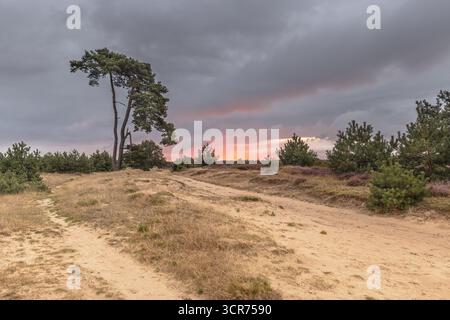 Lever du soleil sur le parc national Drents Friese Wold. Appelscha pays-Bas. Lever de soleil coloré avec ciel nuageux. Paysage scène de la nature en Europe. Banque D'Images