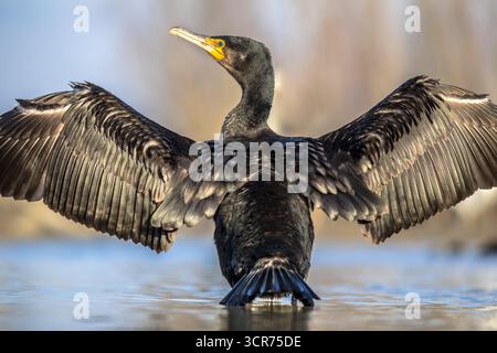 Grand cormoran (Phalacrocorax carbo) debout avec des ailes déployées au lac Csaj, parc national de Kiskunsagi, Pusztaszer, Hongrie. Février. Ce grand bla Banque D'Images