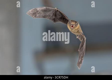 Volante chauve-souris Pipistrelle (Pipistrellus pipistrellus) action shot d'animal de chasse sur fond bleu de grenier en bois. Cette espèce est connue pour se percher Banque D'Images