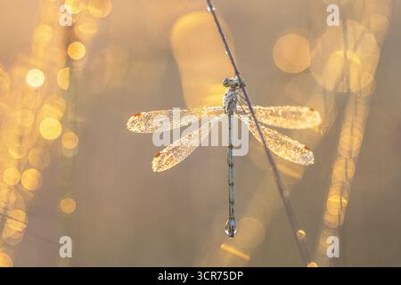 Emerald Damselfly ou épandage commun (Lestes sponsa) reposant sur de l'herbe recouverte de gouttes de rosée avec Flare au lever du soleil. Faune scène de la nature en Europe Banque D'Images