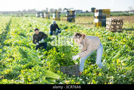Femme jardinière cueillant du céleri mûr dans une plantation Banque D'Images