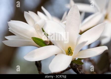 De belles fleurs blanches de magnolia fleurissent sur les branches, avec des pétales doux et des feuilles vertes luxuriantes, évoquant une scène naturelle paisible et apaisante Banque D'Images