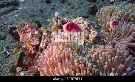 Paire d'anémonefish rose (Amphiprion perideraion) dans une anémone de mer lors d'une plongée sur la côte nord de Bali Banque D'Images