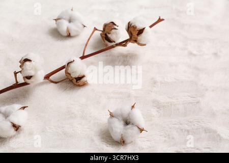 Brin de coton et fleurs sur une couverture moelleuse Banque D'Images
