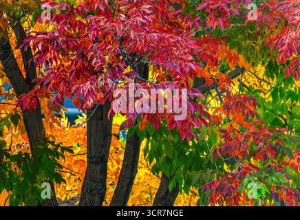 Feuilles changeantes de l'arbre de frêne violet coloré à l'automne ou la saison d'automne dans le Colorado. Banque D'Images