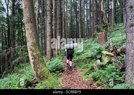 Vue arrière d'une femme randonneuse avec grand sac à dos et bâtons de trekking promenades à travers une forêt dense de grands arbres minces. Plancher forestier couvert de mousse et de branches tombées, créant une atmosphère naturelle. Banque D'Images