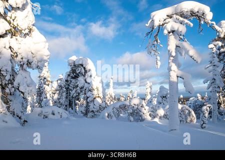 Une scène hivernale sereine avec des arbres couverts de neige avec d'épaisses couches de neige sur leurs branches. Un ciel bleu clair jette un œil à travers les arbres. Un cross-coun Banque D'Images