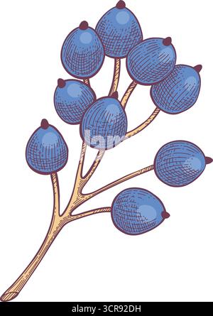 Eléments d'automne vectoriels dessinés à la main. Feuilles d'automne, champignons, érable, glands, baies, chêne, citrouilles. Temps de récolte. Illustration tendance colorée automne flo Illustration de Vecteur