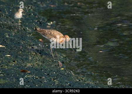 Godwit à queue noire ou Limosa limosa buvant sur la vase à Thane Maharashtra Banque D'Images