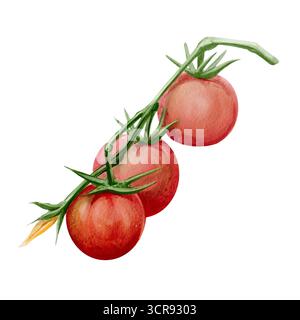 Une branche avec de petites tomates et des fleurs. Un bourgeon jaune sur la tige. Récolte d'été. Tomates cerises rouges. Illustration d'aquarelle botanique, isolée Banque D'Images
