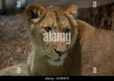 Portrait d'une lionne Banque D'Images