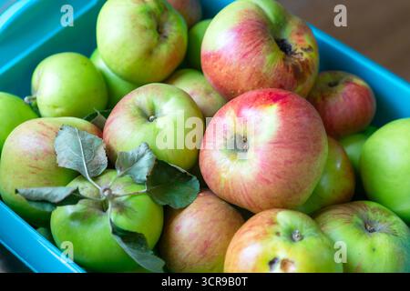 Pommes de cuisson fraîchement cueillies récoltées dans une boîte de rangement bleue Banque D'Images