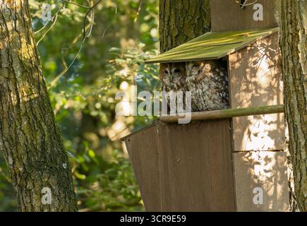 Paire de Tawny Owls adultes sauvages (Strix aluco) assis à l'extérieur de nestbox dans la lumière du soleil en début de soirée, Norfolk Banque D'Images