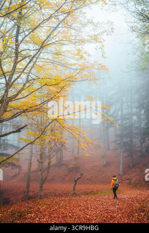 Randonneur se promène dans une forêt d'automne brumeuse aux feuilles jaunes Banque D'Images