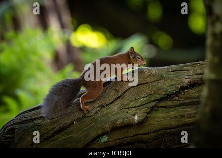 sciurus vulgaris, communément appelé écureuil roux, marchant sur un tronc d'arbre, avec une faible profondeur de champ Banque D'Images