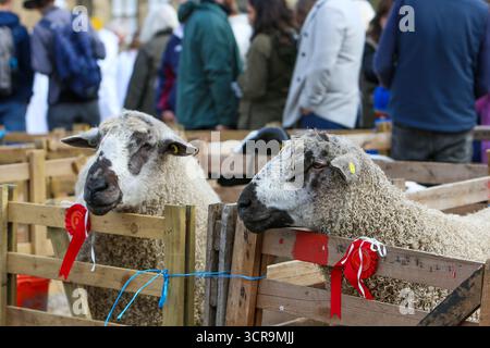 40th Masham Sheep Fair, North Yorkshire 2025 Banque D'Images