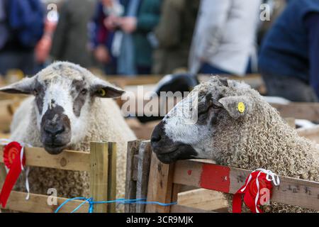 40th Masham Sheep Fair, North Yorkshire 2025 Banque D'Images