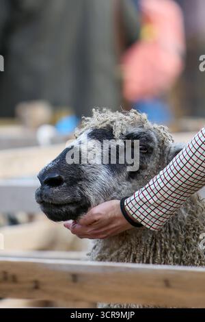 40th Masham Sheep Fair, North Yorkshire 2025 Banque D'Images