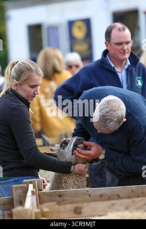 40th Masham Sheep Fair, North Yorkshire 2025 Banque D'Images